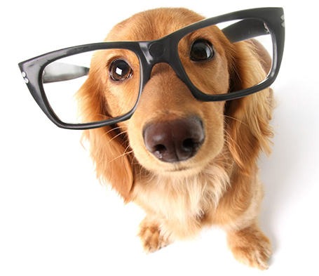 imgi_17_dog-glasses
